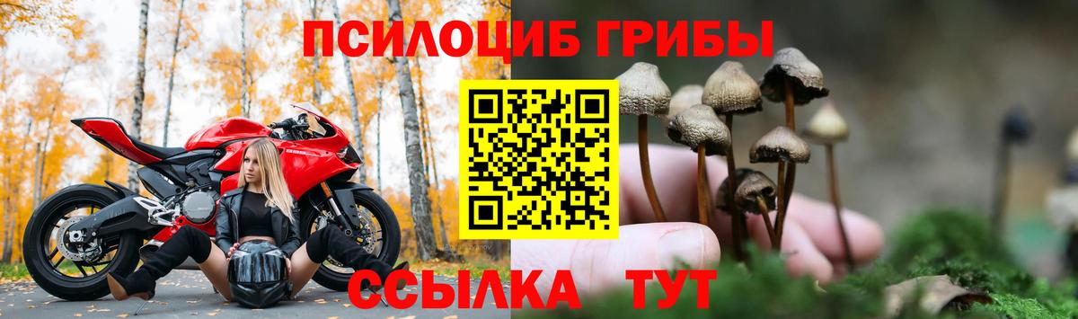 Галлюциногенные грибы Psilocybine cubensis Юрга
